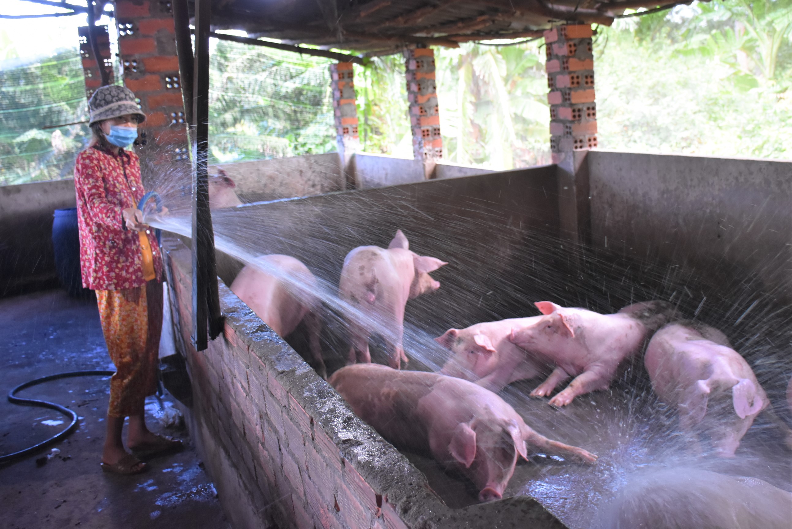 Người chăn nuôi heo trên địa bàn tỉnh đang đứng trước nguy cơ treo chuồng. Trong ảnh: Khu chăn nuôi heo của gia đình bà Nguyễn Thị Phương, ở xã Bình Châu, huyện Xuyên Mộc.