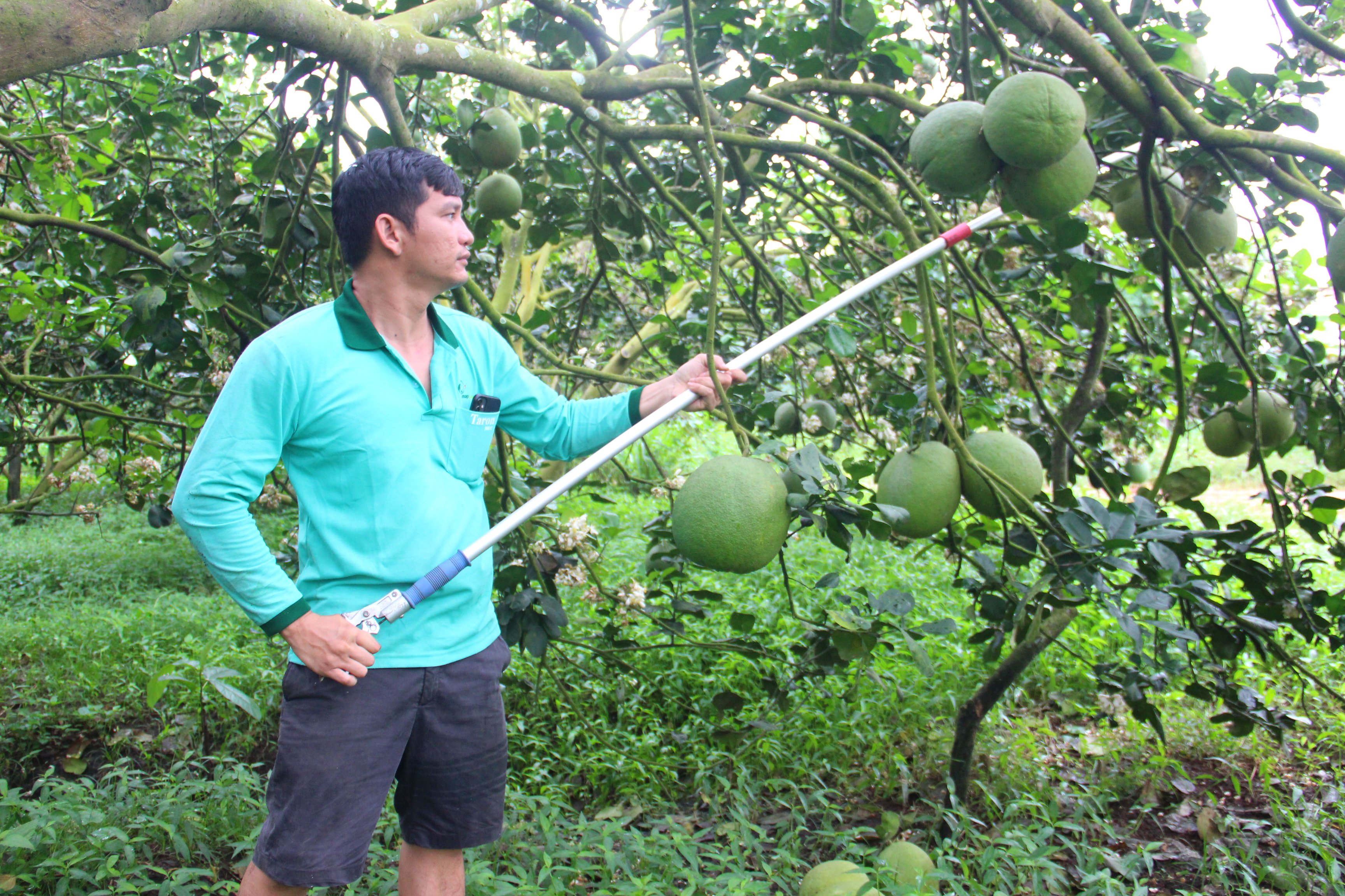 Theo anh Trung, thực trạng này không chỉ riêng vườn bưởi da xanh của anh mà xảy ra cả trong và ngoài tỉnh. Bưởi chín sớm với số lượng lơn, không đúng dịp lễ, rằm nên sức mua cũng giảm mạnh. 