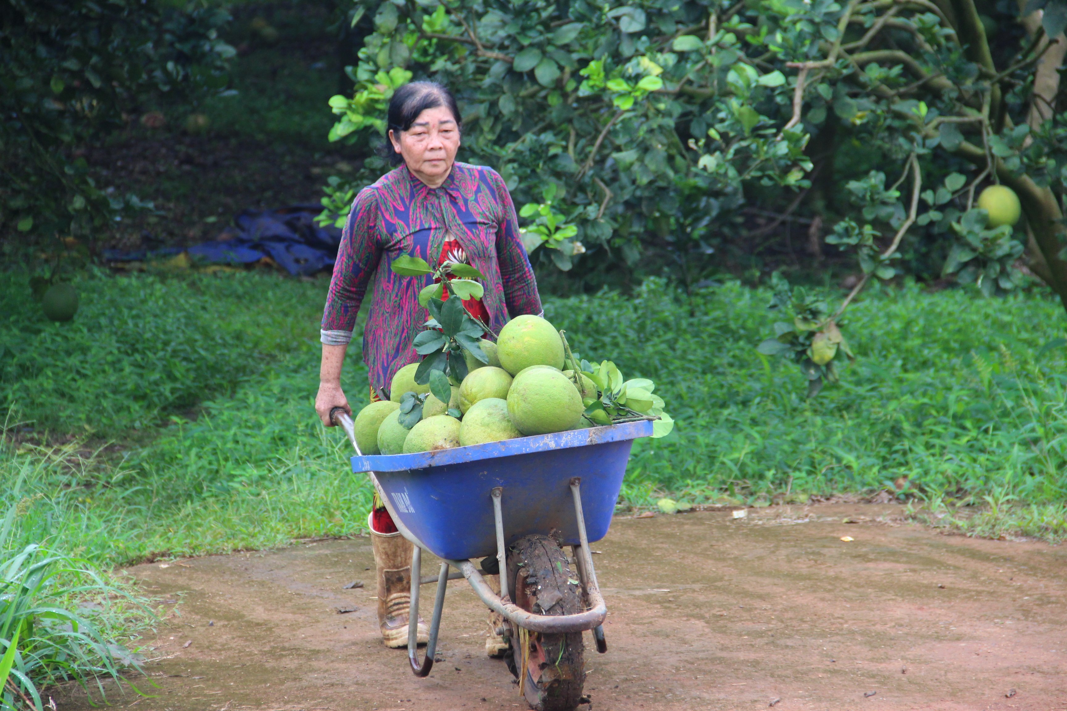 Trung bình một héc ta vườn tại phường Hắc Dịch đang tồn đọng khoảng 3-4 tấn bưởi chờ xuất hàng