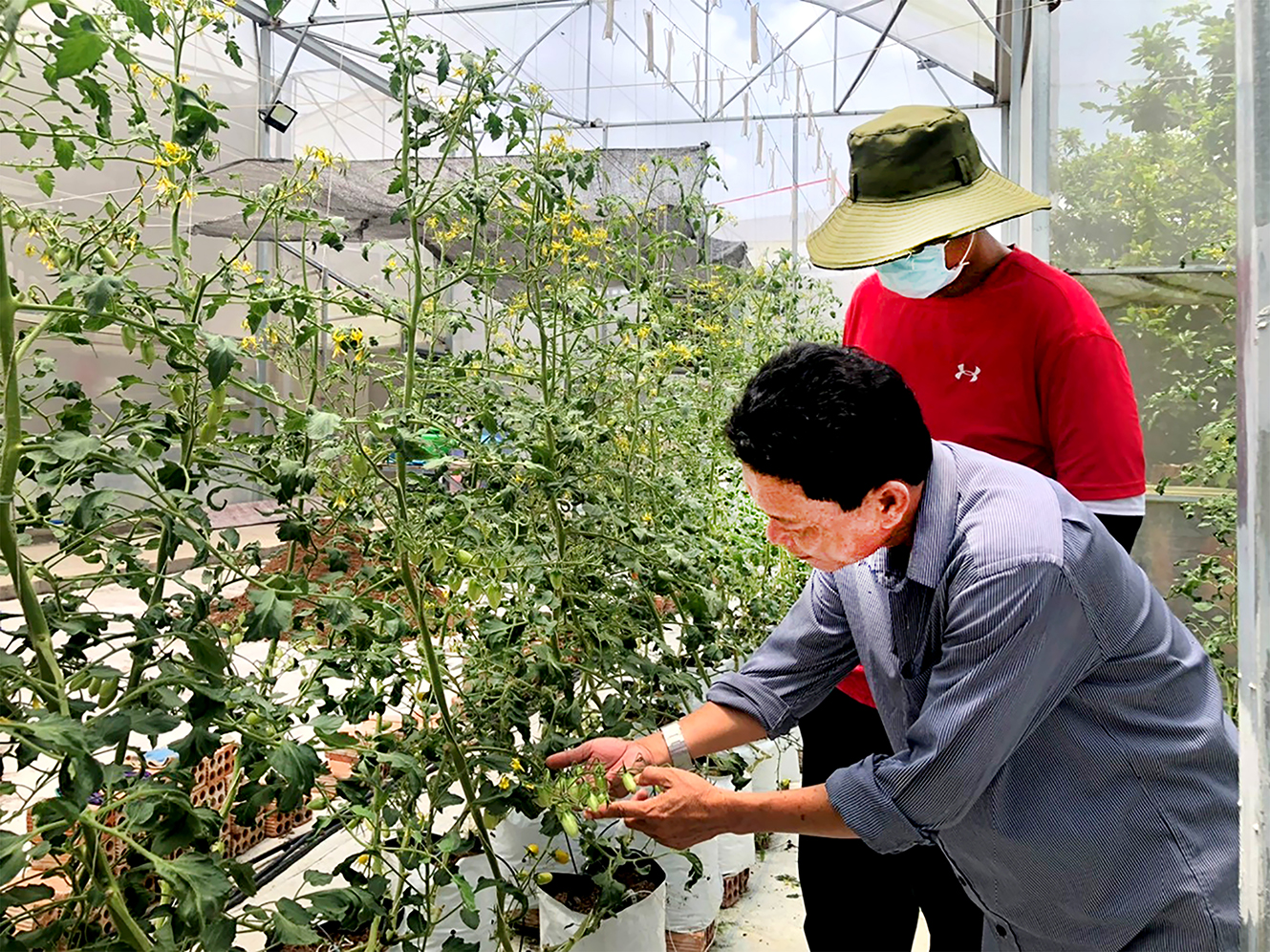 Tỉnh đang tiếp tục triển khai nhiều chính sách thu hút DN đầu tư vào nông nghiệp công nghệ cao  trong nhà màng tại TT. Phước Bửu, huyện Xuyên Mộc.cao. Trong ảnh: Trồng rau công nghệ cao.