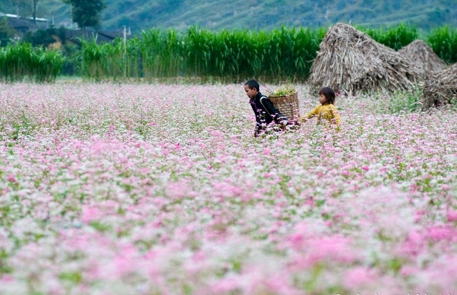 Lễ hội hoa tam giác mạch với nhiều hoạt động trải nghiệm thú vị