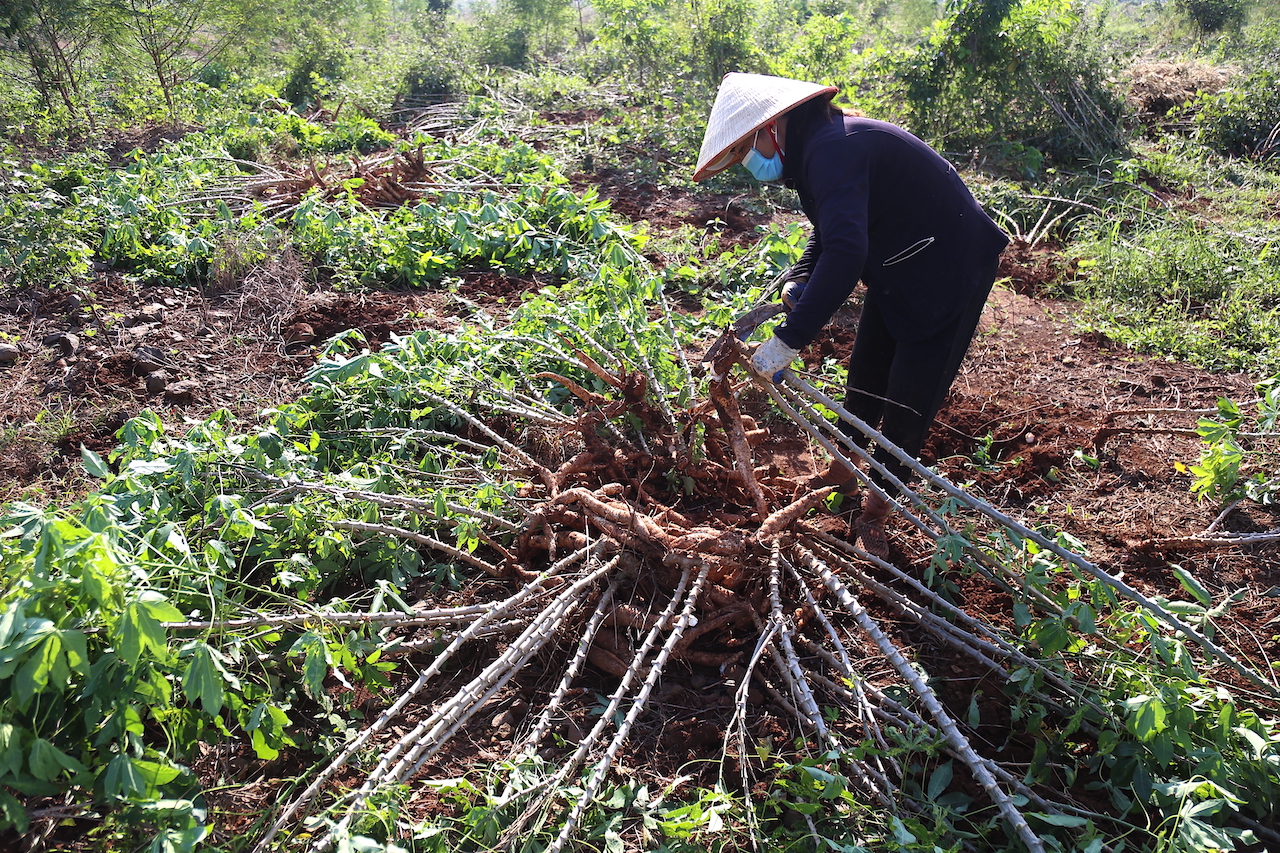 Nhóm 9 người của chị Tòng Thị Yến (SN 1979, xã Hoà Bình, huyện Xuyên Mộc) từ sáng tinh mơ đã có mặt tại rẫy mì rộng gần 3 ha tại ấp Phong Phú, xã Hoà Long, TP.Bà Rịa để bắt đầu công việc. “Chúng tôi phải dậy từ lúc 4h30, chạy xe máy tới đây để nhổ mì”, chị Yến quyệt mồ hôi trên trán nói.
