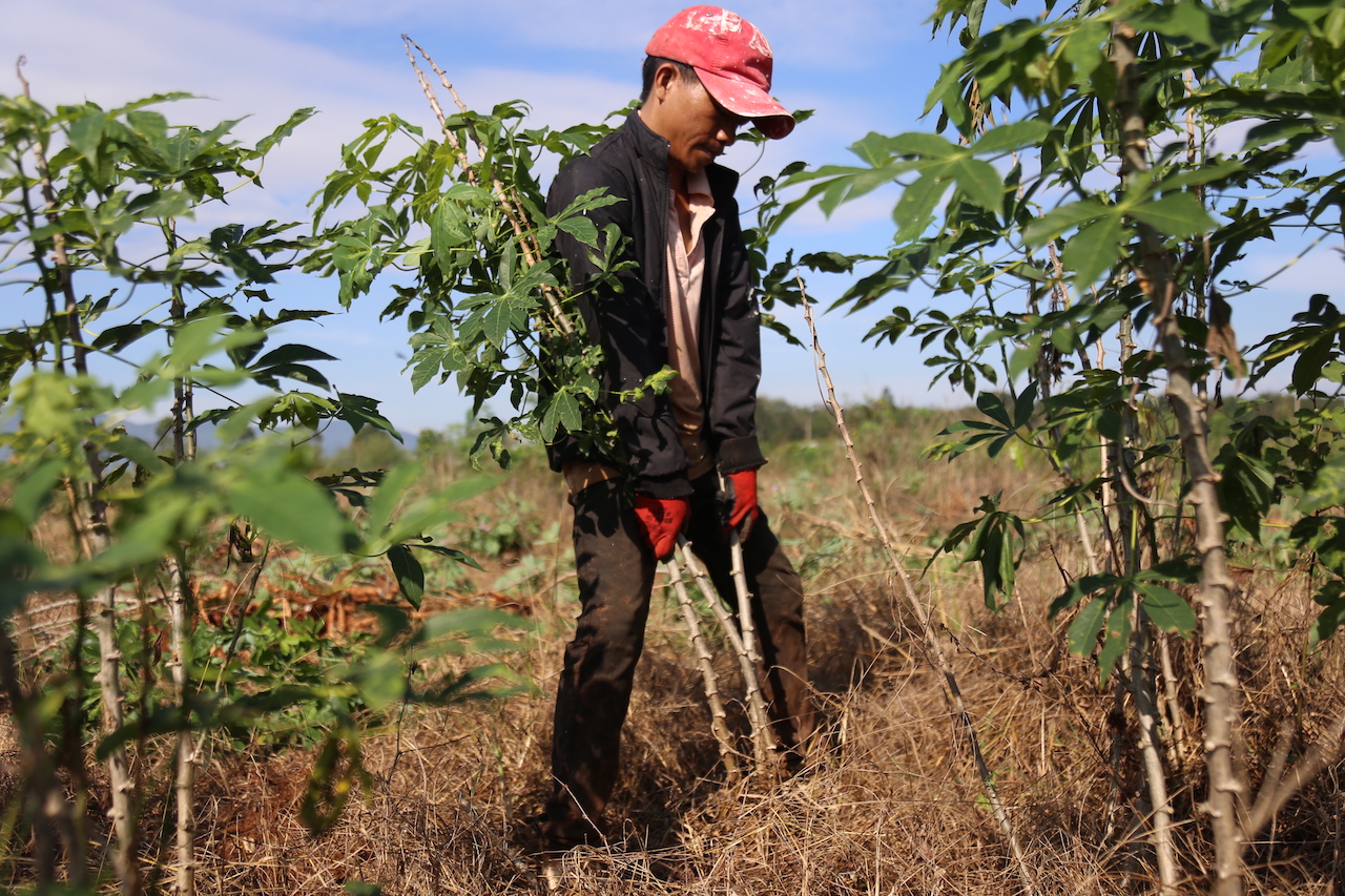 Anh Tòng Văn Tiến (SN 1990, ngụ xã Hoà Bình) cho biết nhổ mì phải xem hướng cây, lựa thế đứng mới có lực nhổ dễ dàng. “Những người mới vào nghề nhổ mì sẽ rất mệt bởi không biết “thế đứng” nhổ sẽ rất “nặng” và làm gãy củ dưới đất”, anh Tiến chia sẻ.