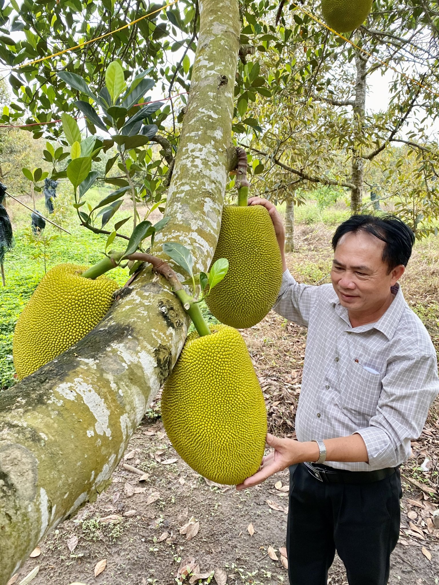 Trồng cây ăn trái được xác định là thế mạnh của vùng Sông Xoài, TX. Phú Mỹ. Trong ảnh: Trung tâm Giống cây ăn quả miền Nam ứng dụng KH-CN cây đầu dòng trồng cây ăn trái cho năng suất cao, chất lượng vượt trội.