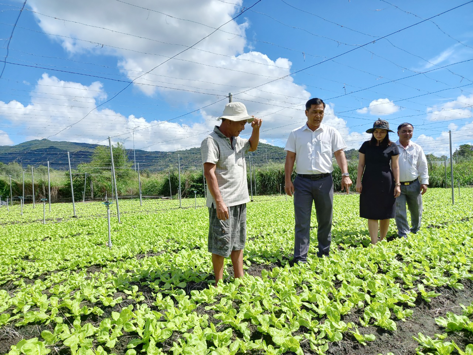 Hội Nông dân TX. Phú Mỹ tham quan môt mô hình trồng rau xanh tại xã Tân Hải, TX.Phú Mỹ 