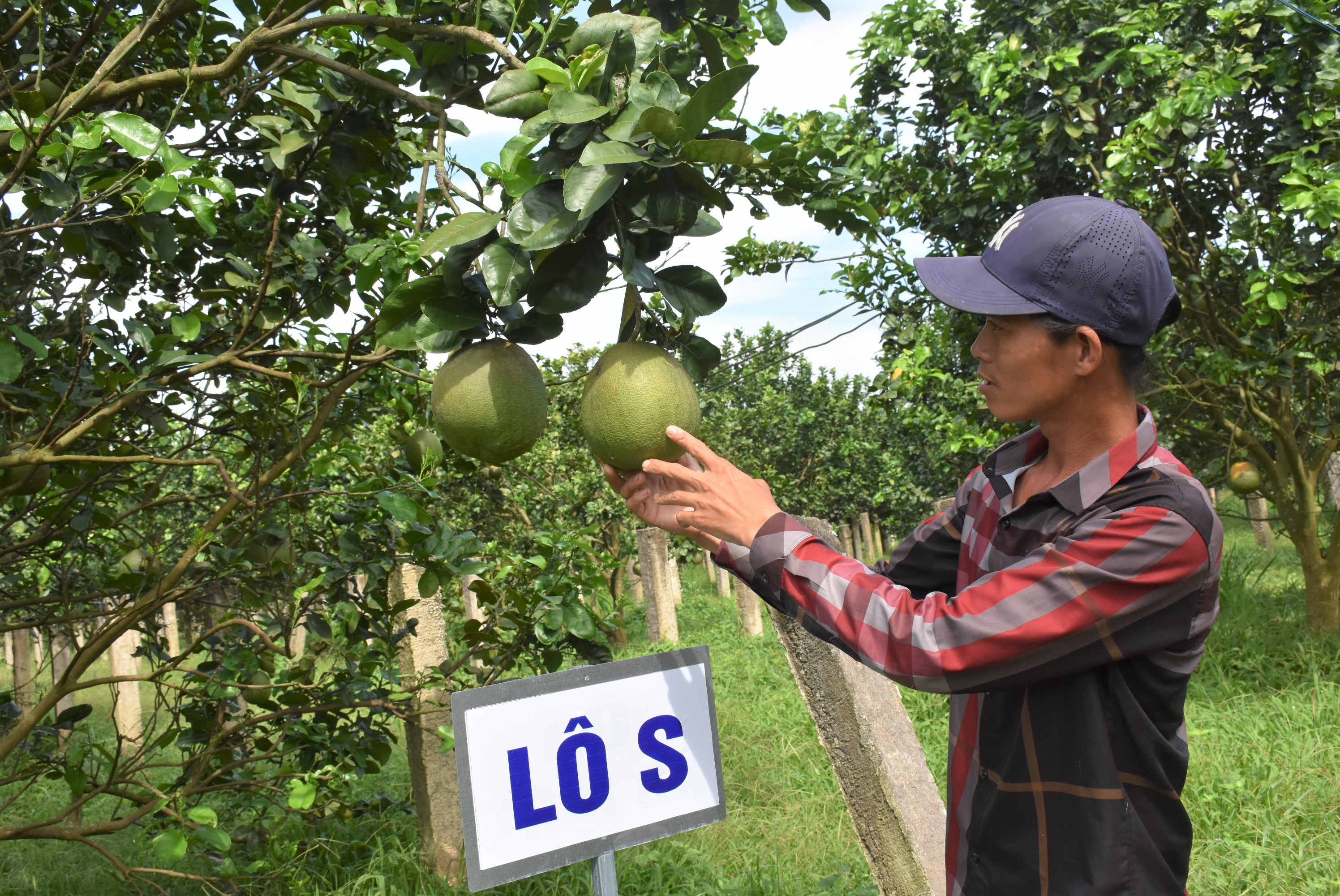 Trang trại bưởi hữu cơ Hoàng Long 1 của gia đình ông Trương Văn Út (phường Hắc Dịch, TX. Phú Mỹ) đủ điều keiejn xuất khẩu sang thị trường Mỹ, Châu Âu.