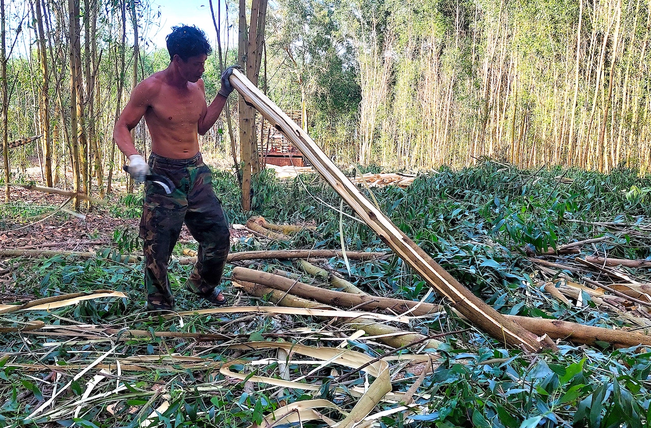 Giữa cái nắng cháy da thịt, những người khai thác tràm cởi trần, mồ hôi đầm đìa. Họ phải cởi áo bởi mồ hôi ướt, áo dính vào người khó chịu. Thêm vào đó là kiến, sâu bám vào áo sẽ gây ngứa thêm.