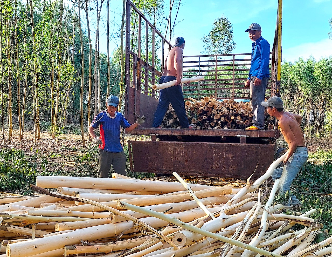 Trung bình một ngày, nhóm 6 người của anh Thời khai thác được 1 xe tràm khoảng 10 – 12 tấn. Tính công mỗi người mỗi ngày được 350 – 400 ngàn đồng. Công việc tuy vất vả nhưng phải cố gắng làm, kiếm thêm thu nhập để nuôi gia đình”, anh Tân tâm sự.