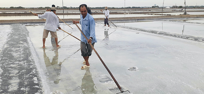 Giá tăng cao nhưng hầu hết diêm dân không có muối để bán. Trong ảnh: Diêm dân xã An Ngãi thu hoạch niên vụ muối 2021-2022.