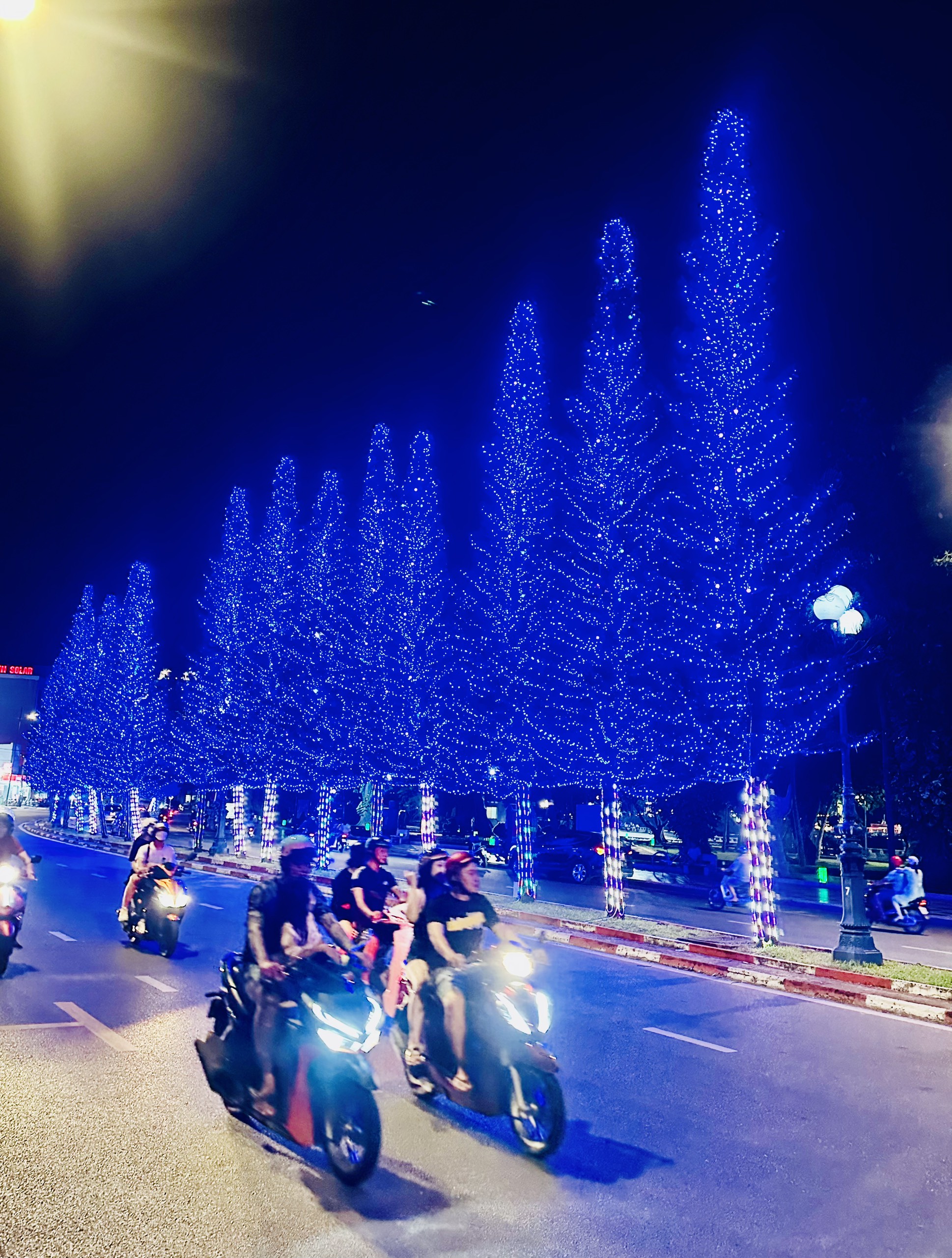 Ngay trong đêm đầu tiên sáng đèn, dãy tùng bách tán đã nhận được nhiều lời khen ngợi, trầm trò của người dân và du khách