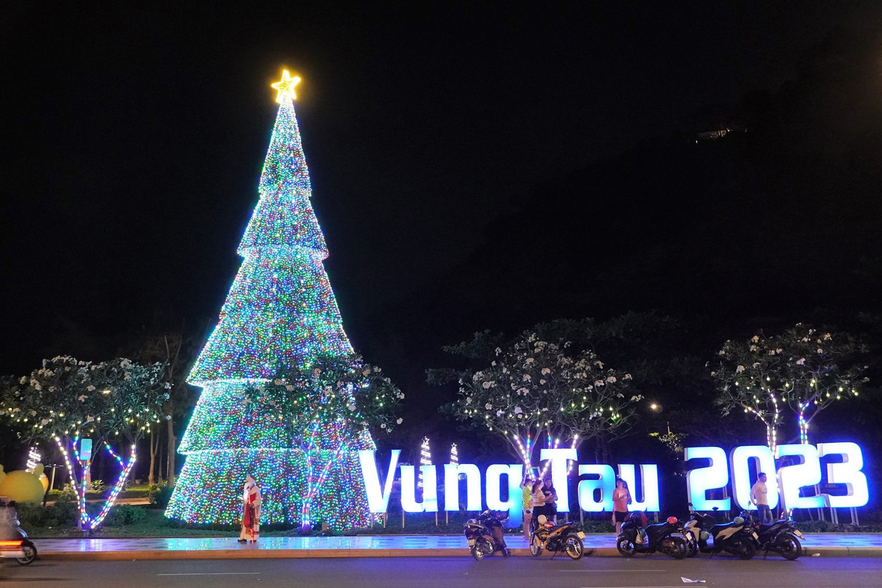 Cây thông khổng lồ cao hơn 15m trở thành điểm nhấn cho khu vực mũi Nghinh Phong.