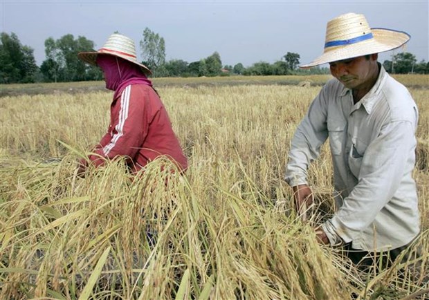 Nông dân Thái Lan thu hoạch lúa.
