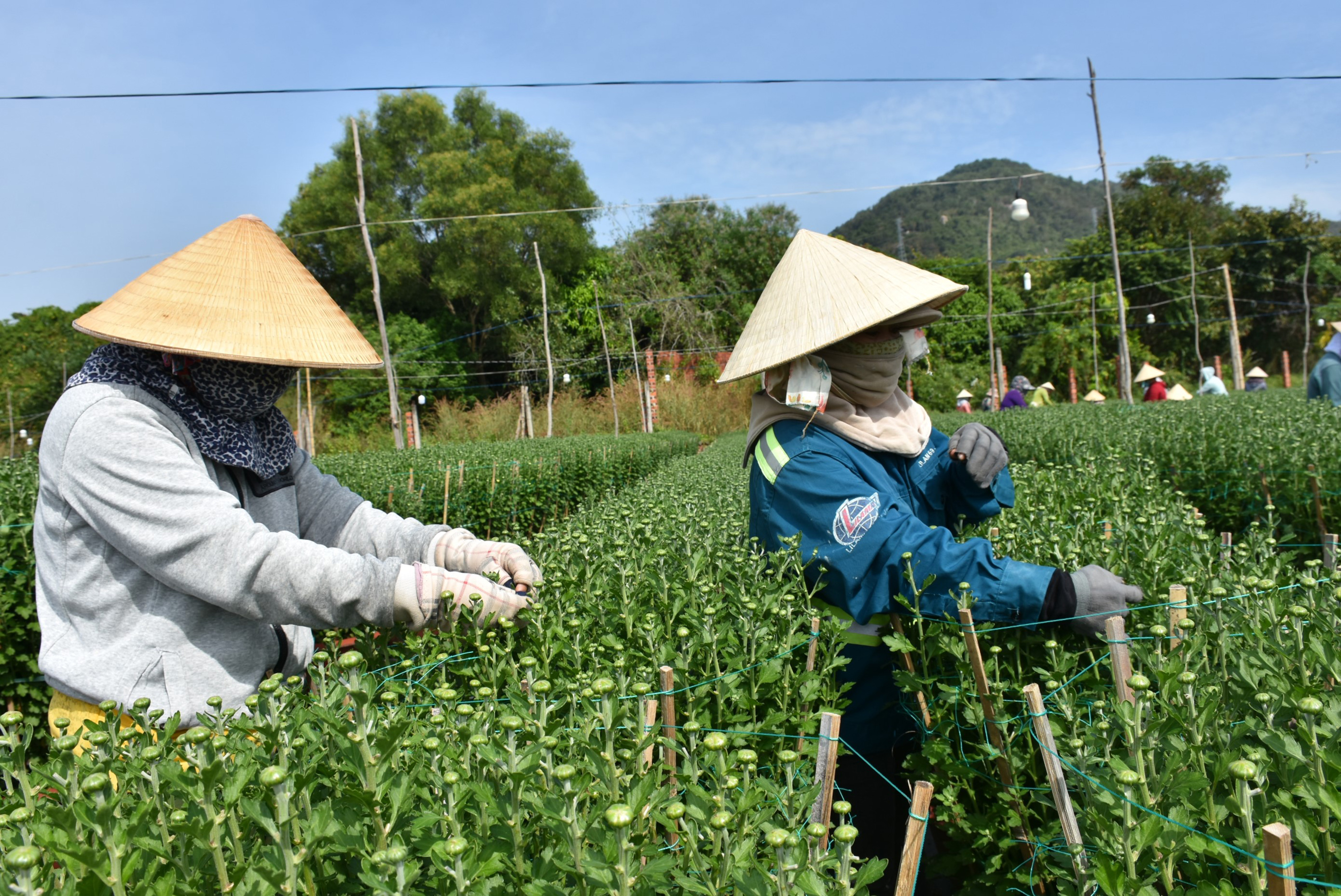 Gia đình ông Nguyễn Văn Long, KP. Hải Dinh, phường Kim Dinh, TP. Bà Rịa phải tăng cường nguồn lao động nhặt nụ để kịp phục vụ Tết.