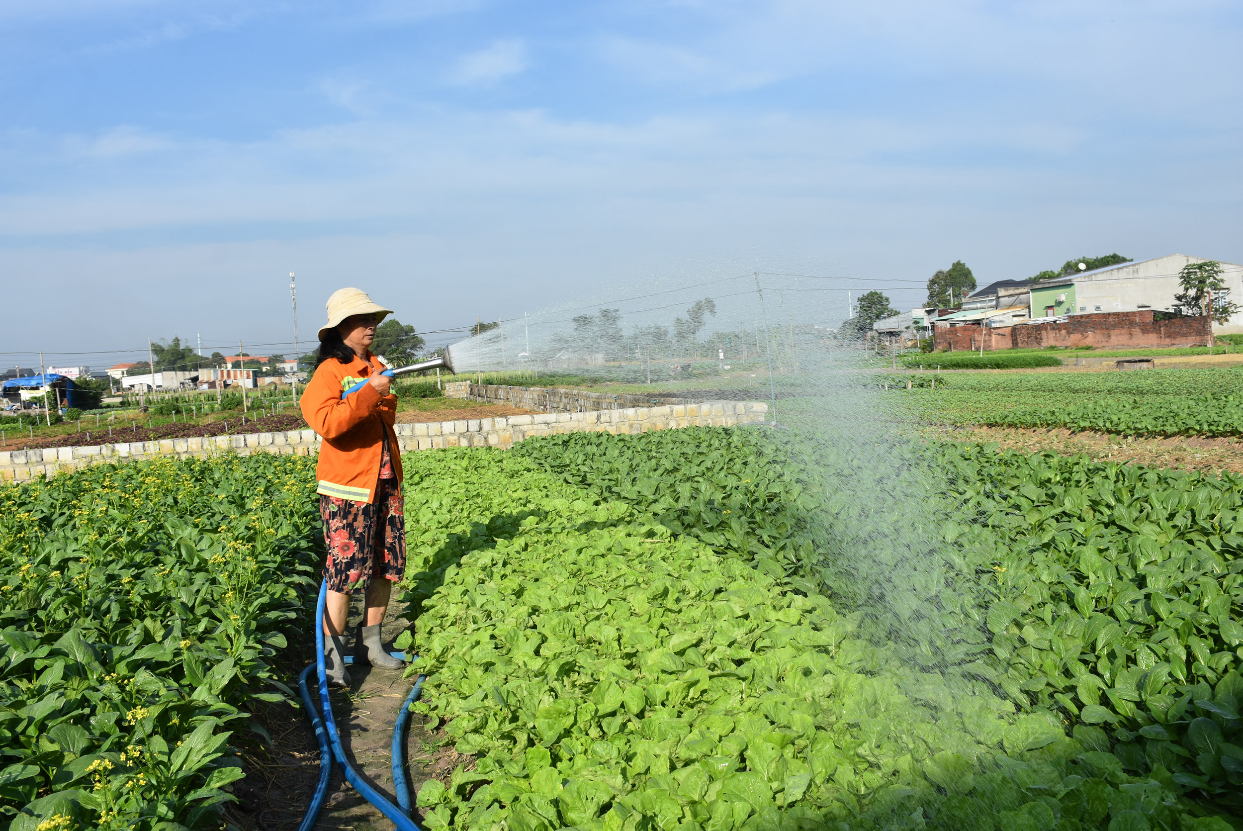 Đời sống người dân trên địa bàn tỉnh không ngừng nâng cao từ chương trình xây dựng NTM. Trong ảnh: Người dân xã Tân Hải (TX.Phú Mỹ) phát huy lợi thế về trồng rau xanh tại địa phương.