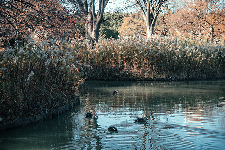 Đài phun nước Yoyogi là nơi trình diễn của những cột nước đẹp mắt rực rỡ mỗi khi có sự kiện.