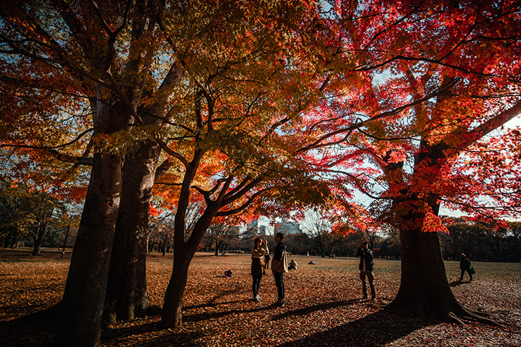 Khu rừng lá phong, điểm đến ưa thích của các du khách mỗi mùa lá đỏ.