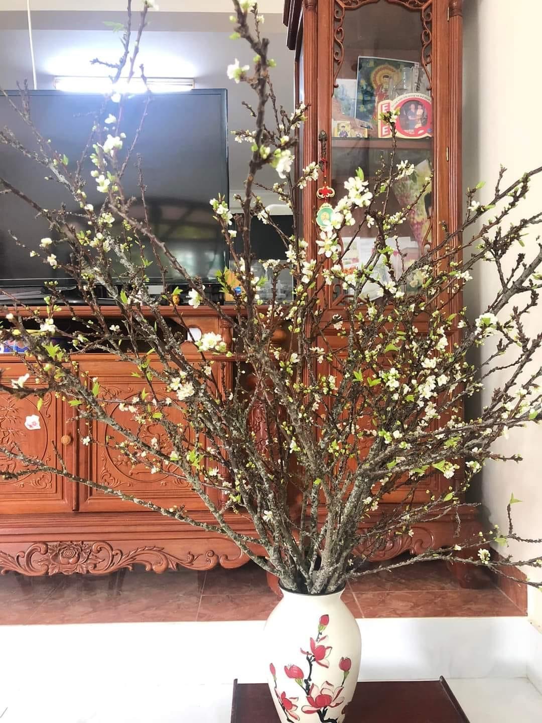 Từ những cành củi khô sau 10 ngày cành mận ra hoa rất đẹp.