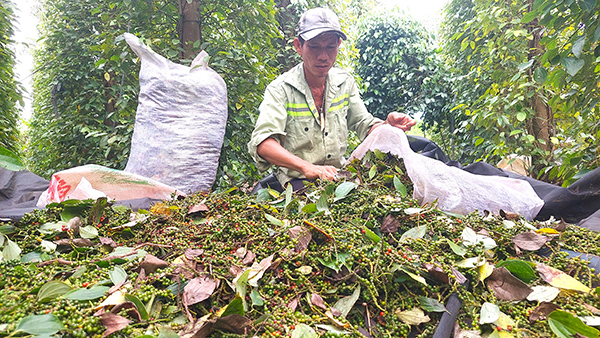 Giá tiêu nhiều năm nay xuống thấp, khiến người trồng tiêu thua lỗ  nặng nề.