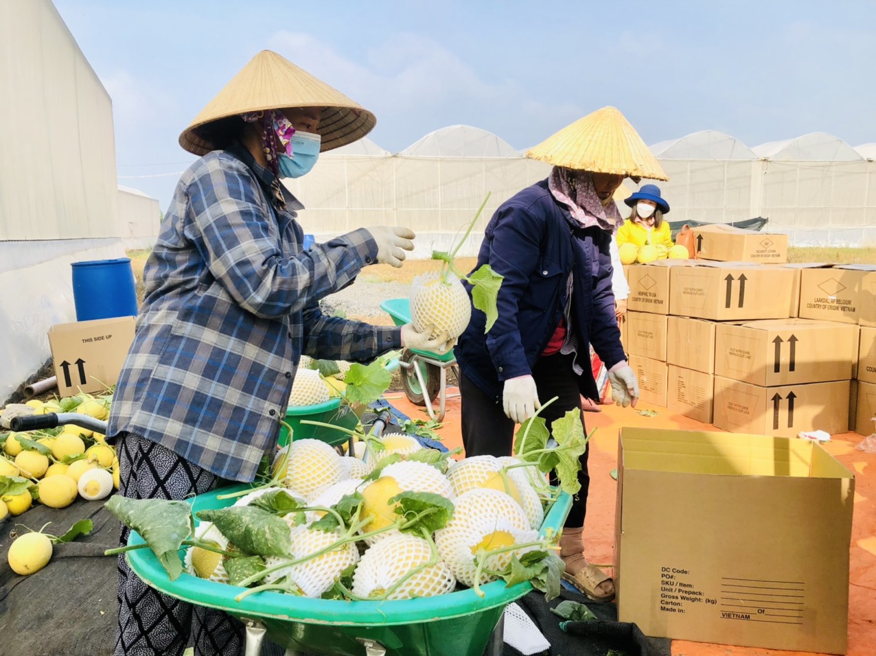 Các vườn dưa lưới trên địa bàn tỉnh cũng đang bước vào thời điểm thu hoạch để đưa ra thị trường tết.