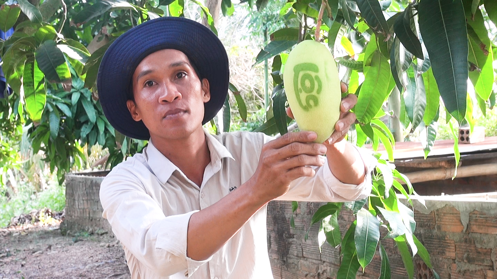 Anh Nguyễn Minh Khánh, ở ấp Bình Thắng, xã Bình Châu (huyện Xuyên Mộc) nổi tiếng với xoài in chữ thư pháp.