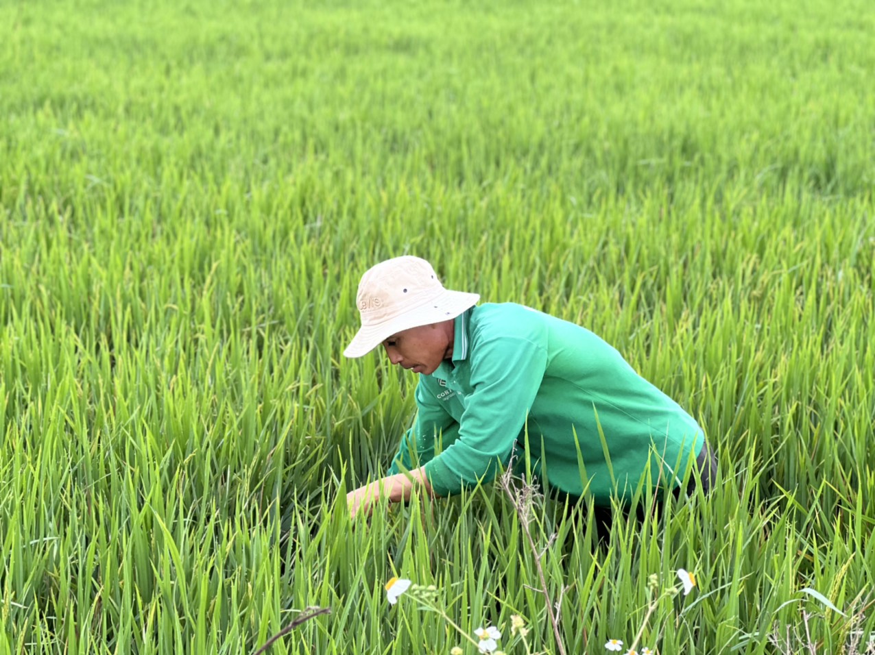 Từ sáng sớm mùng 2 tết, ông Nguyễn Văn Phương, ấp An Lạc, xã An Nhứt, huyện Long Điền lại xuống đồng để thăm ruộng để 