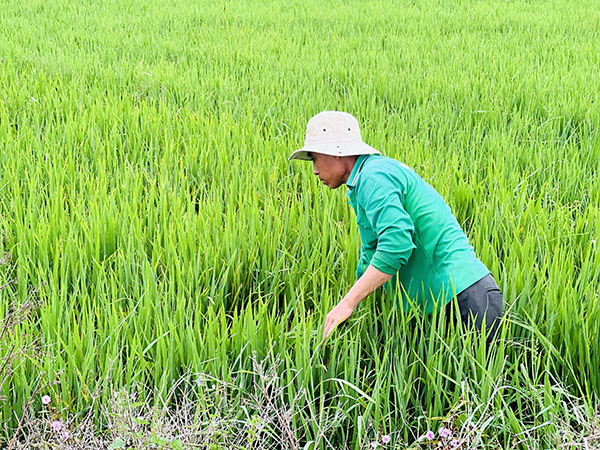 Ông Nguyễn Văn Phương (ấp An Lạc, xã An Nhứt, huyện Long Điền) xuống đồng từ mùng 2 Tết với kì vọng một vụ mùa bội thu.