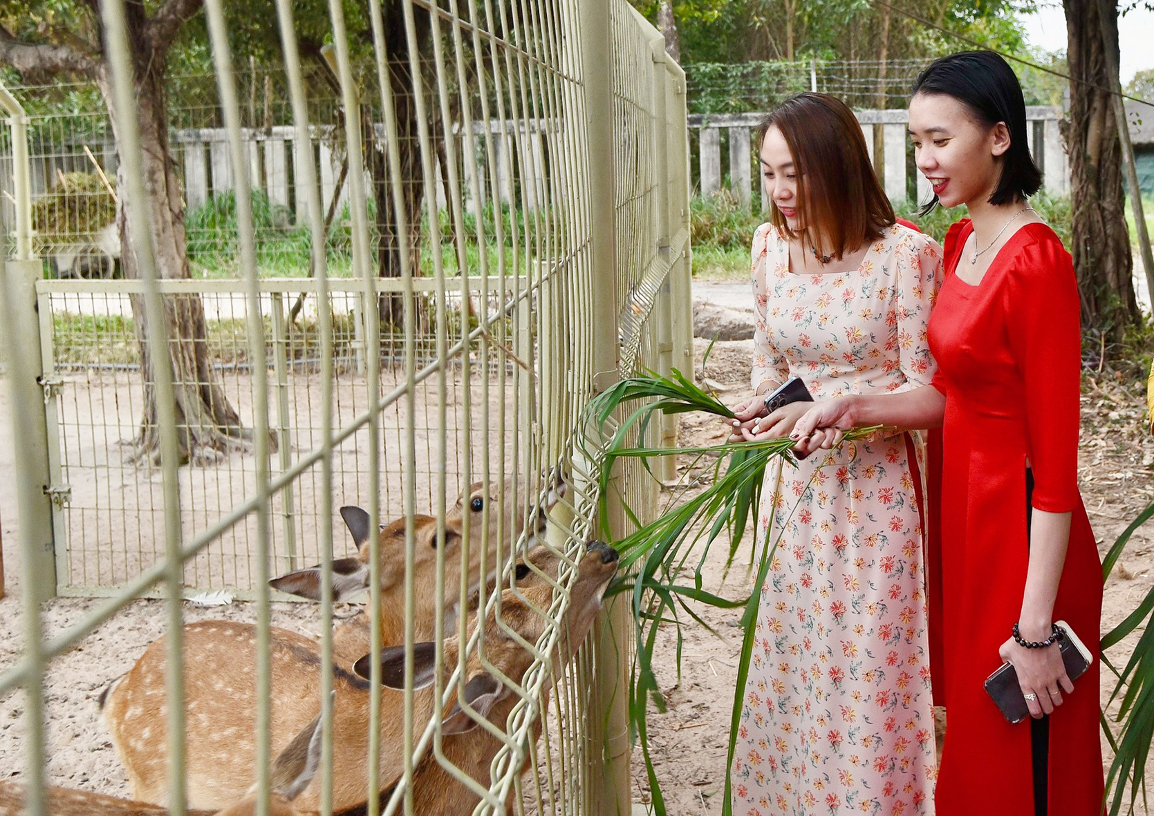 Du khách dạo chơi công viên rừng và cho nai ăn tại Minera Hot Springs Binh Chau.