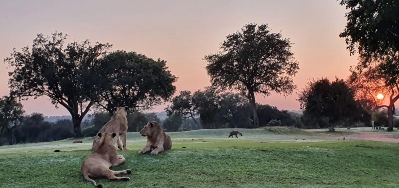Sư tử ở Vườn quốc gia Kruger (Nam Phi).