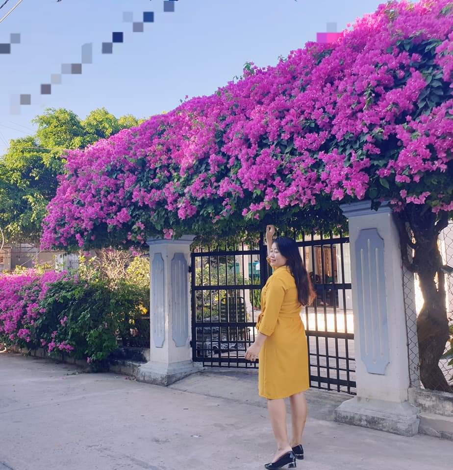 Như một lời hẹn ước vào mùa Xuân, hoa giấy lại đua nhau bung nở trên khắp các con đường, góc phố.