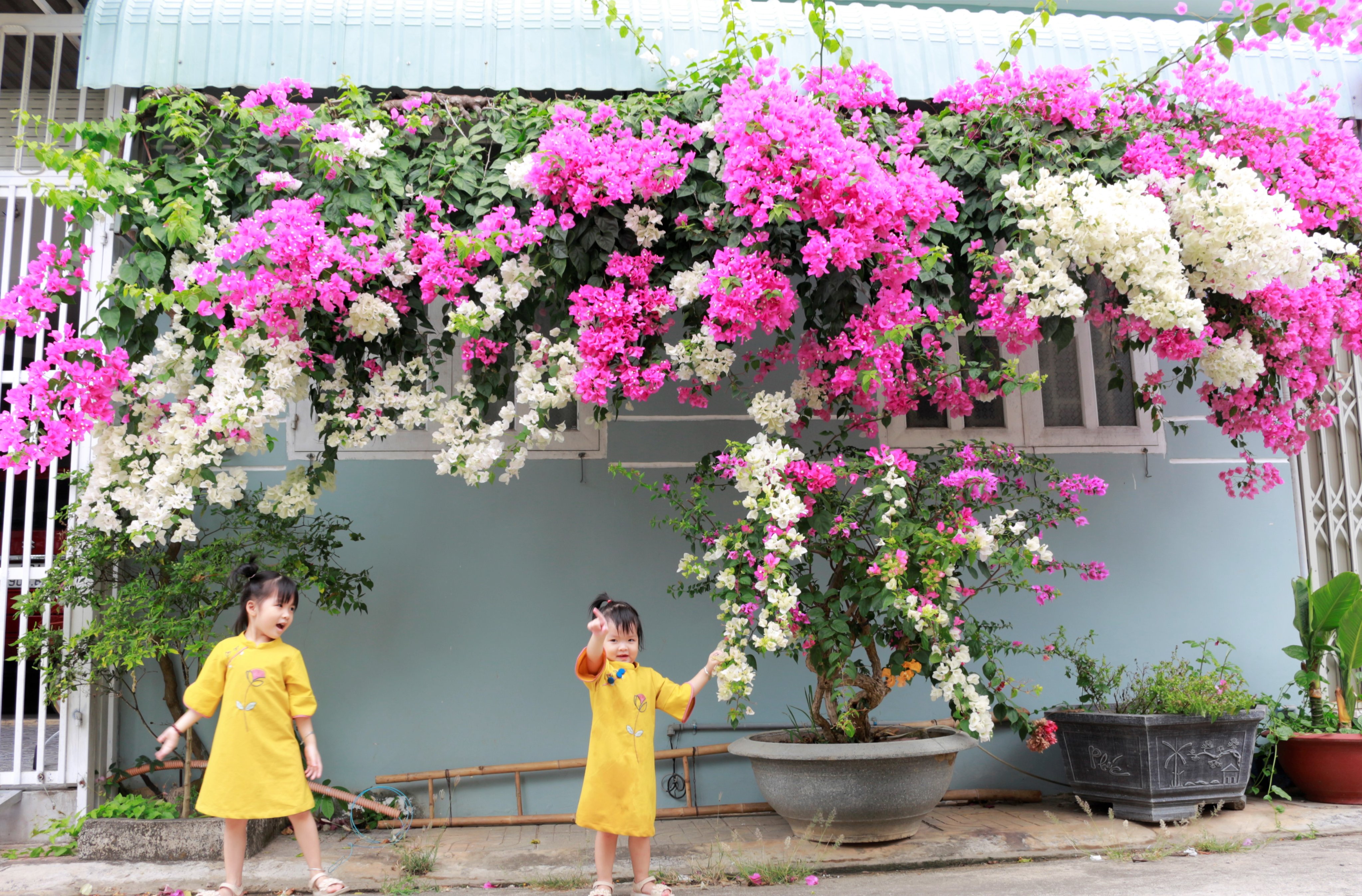 Sắc hoa dịu dàng của hoa giấy khiến nhiều người không khỏi đắm say, mê mẩn.
