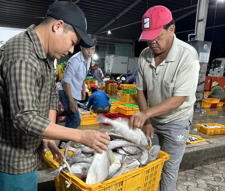 Chuyến đi biển đầu năm, đội tàu anh Trương Minh Tuấn trúng nhiều cá bò, cá nục, cá ngừ bò, cá trác