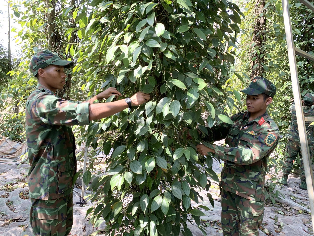 Cán bộ, chiến sĩ giúp nông dân thu hoạch hồ tiêu.