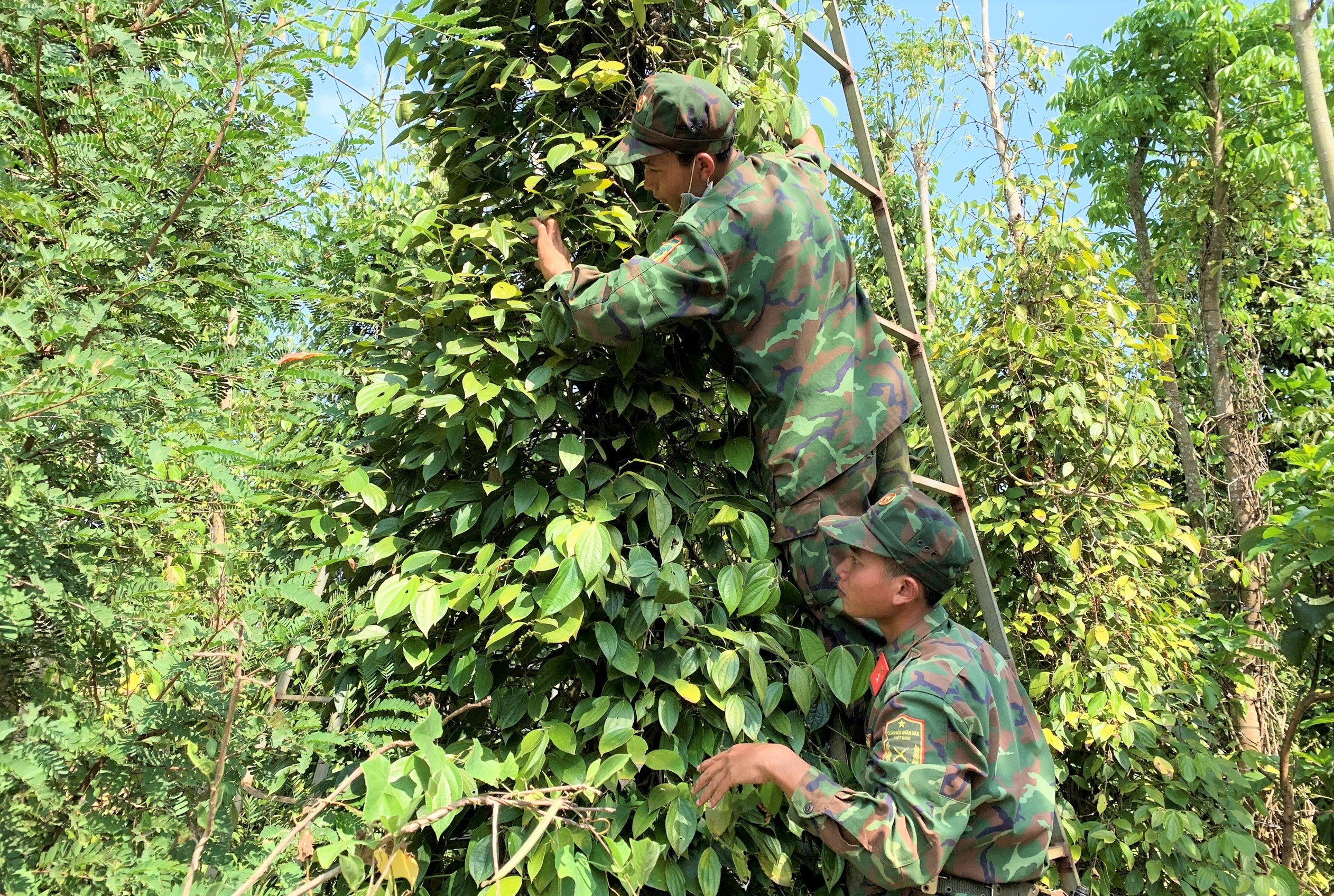 Bộ đội Sư đoàn 302 (Quân khu 7) thu hoạch tiêu giúp người dân ở xã Bàu Chinh.