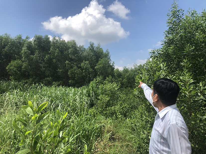 Khu vực đất đang trồng tràm của gia đình ông Hải đã được cấp sổ đỏ cho người khác.