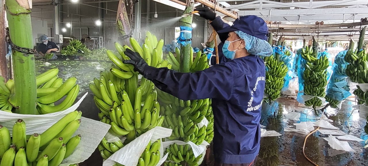 Sơ chế chuối xuất khẩu tại Công ty CP Cao su Thống Nhất.