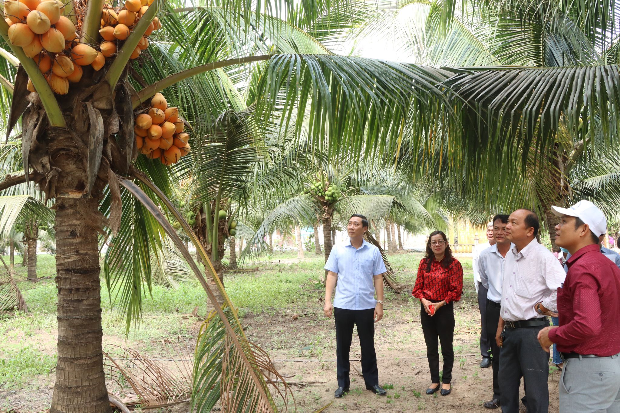 Bí thư Huyện ủy và các thành viên trong đoàn đã khảo sát thực tế vùng trồng cây ăn trái tại địa phương.