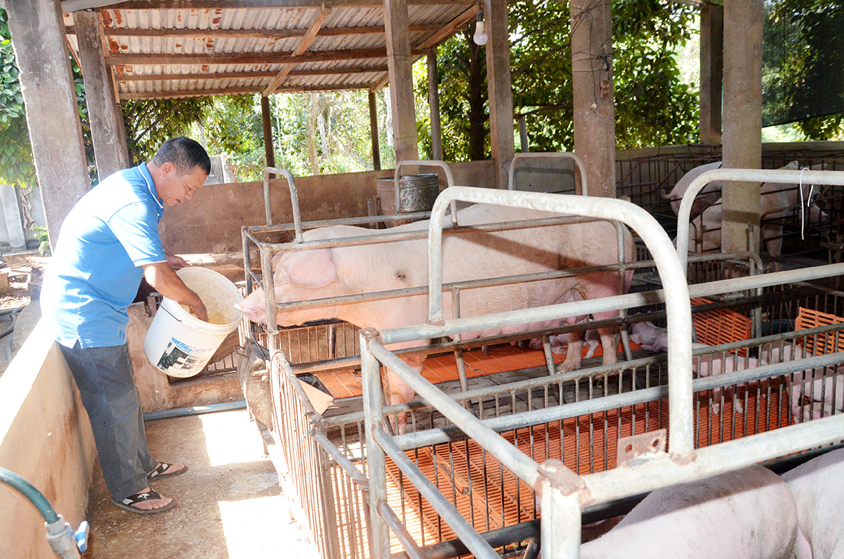 Gia đình ông Nguyễn Văn Tỏa (ấp Bình Mỹ, xã Bình Ba, huyện Châu Đức) chăm sóc đàn heo của gia đình.