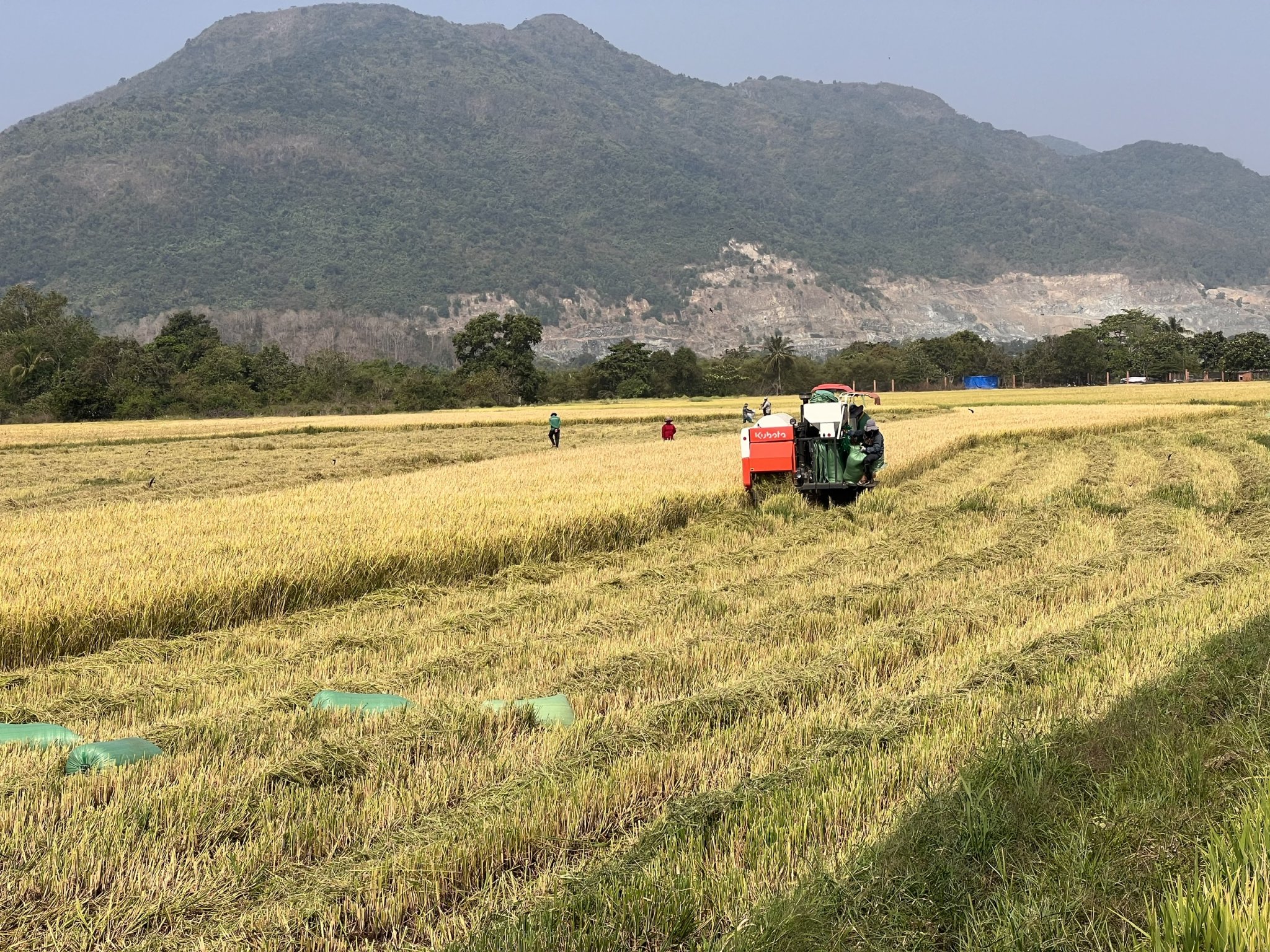 Nhiều diện tích đất lúa đang được người dân khẩn trương thu hoạch để bàn giao mặt bằng cho dự án cao tốc Biên Hoà-Vũng Tàu 