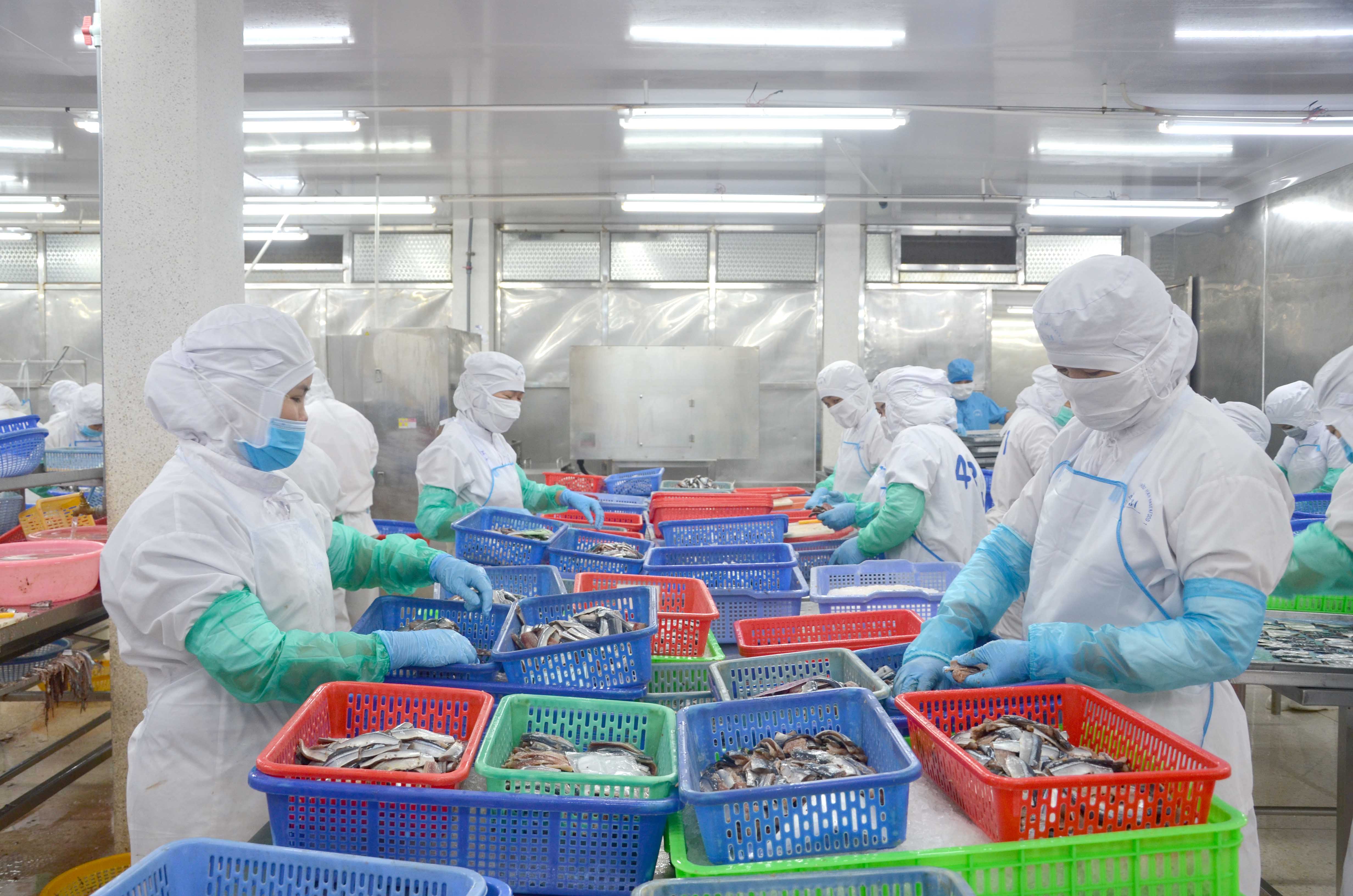 Giá cước vận tải biển giảm tạo thuận lợi hơn cho nhiều DN để tối ưu hóa chi phí sản xuất hàng hóa, tăng sức cạnh tranh trên thị trường.  Trong ảnh: Chế biến thủy sản xuất khẩu tại Công ty Baseafood.