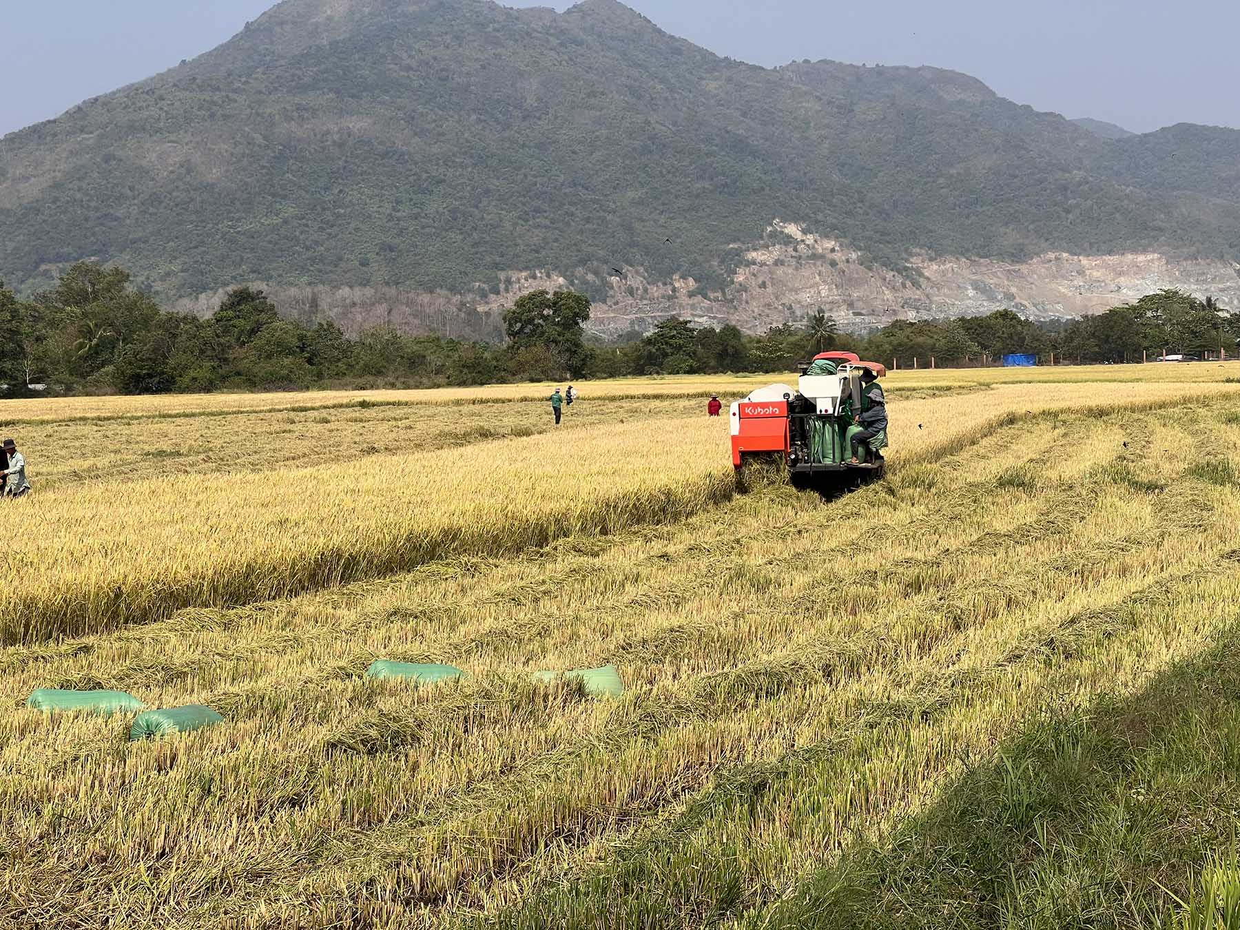 Các hộ dân đang thu hoạch lúa để bàn giao mặt bằng thực hiện dự án cao tốc  Biên Hòa - Vũng Tàu.