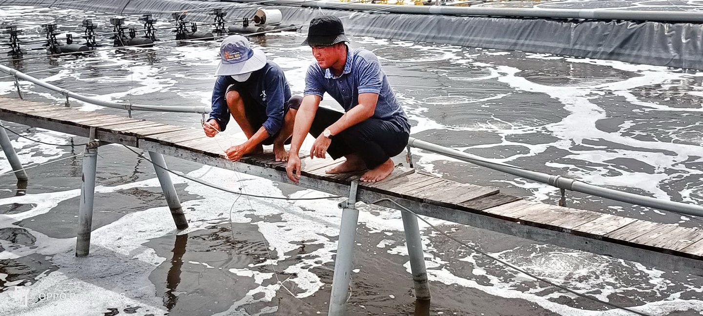 Nhờ ứng dụng tiến bộ khoa học, công nghệ cao, Farm Liên Giang (xã An Ngãi, huyện Long Điền) kiểm soát được dịch hại, tăng số vụ sản xuất trong năm với tổng sản lượng thu hoạch khoảng 200 tấn.