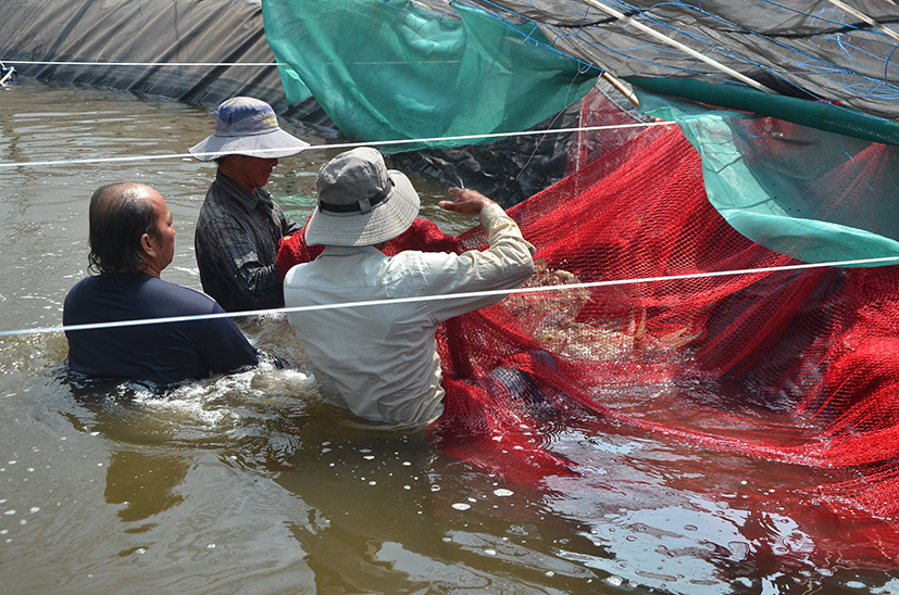 Nuôi tôm an toàn sinh học - CP.Biotic Farming của HTX Chợ Bến cho lợi nhuận cao so với nuôi thông thường.