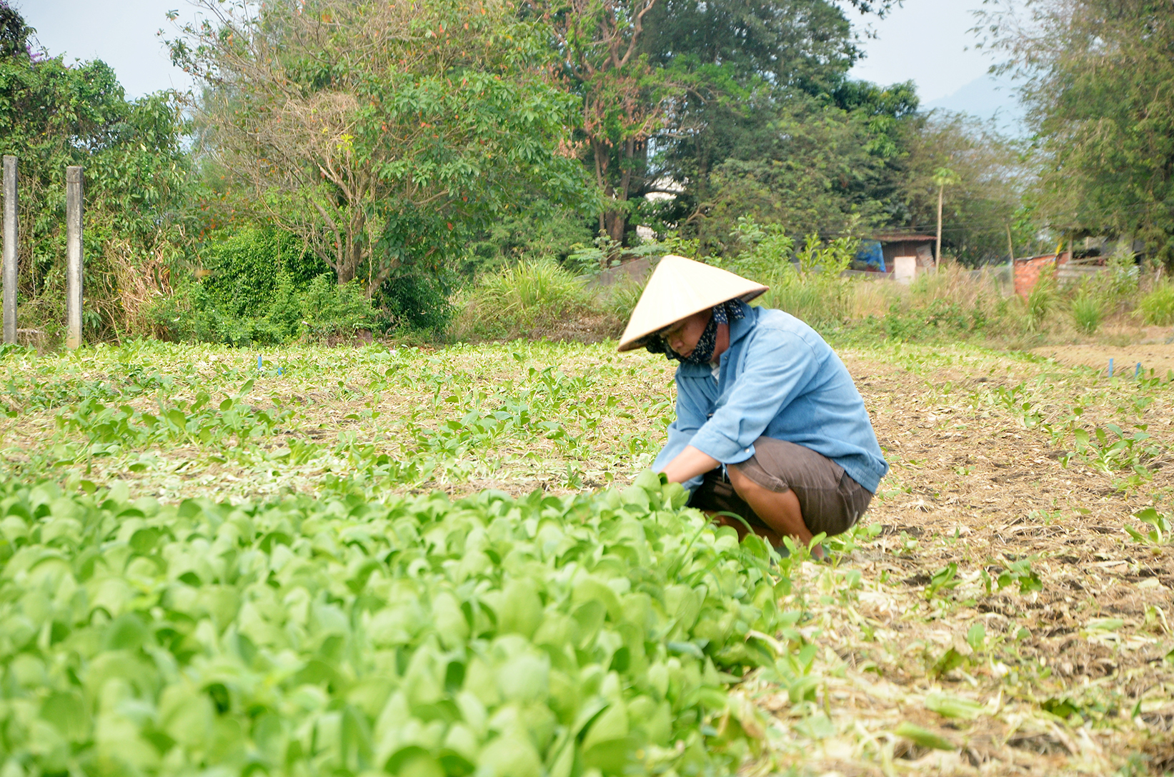 Nông dân thu hoạch rau tại xã Châu Pha, TX.Phú Mỹ.