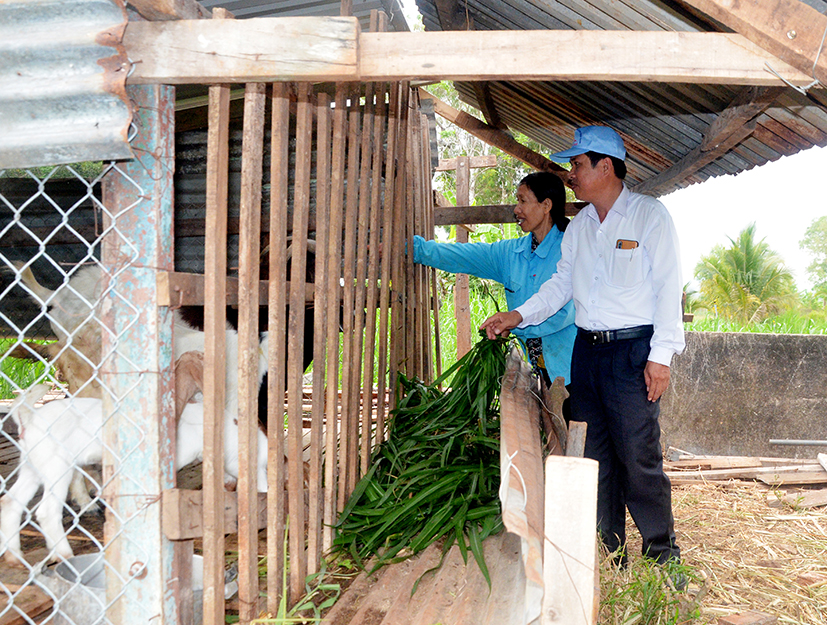 Nhờ được hỗ trợ con giống, gia đình chị Nguyễn Thị Tuyết (tổ 8, ấp Tân Hiệp, xã Long Tân) đã có điều kiện cải thiện cuộc sống gia đình, vươn lên thoát nghèo.