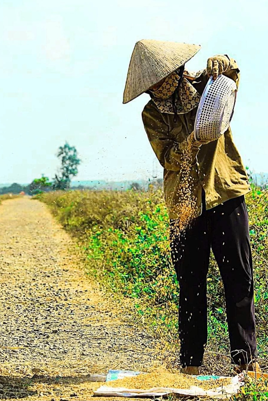 Ngày mùa của nông dân tại Long Điền.