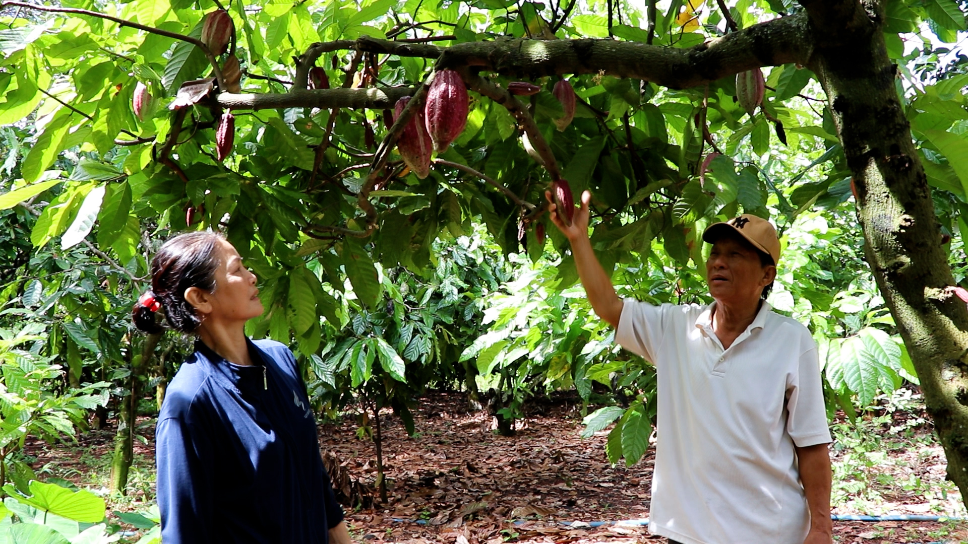 Toàn huyện có 115 hộ, với diện 109ha ca cao đang thực hiện liên kết sản xuất, tiêu thụ nông sản.
