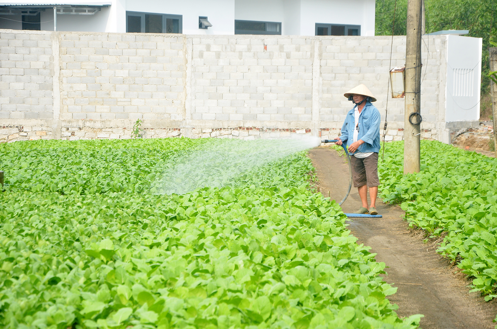 Chăm sóc rau an toàn tại hộ gia đình ông Trần Văn Chiến (tổ 8, thôn Tân Ro, xã Châu Pha).