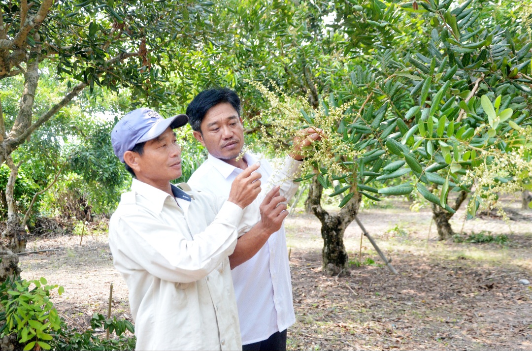 Ông Trương Đình Nam (bìa trái, ấp Phú Lâm, xã Hòa Hiệp, huyện Xuyên Mộc) chăm sóc nhãn tại vườn nhãn của gia đình.