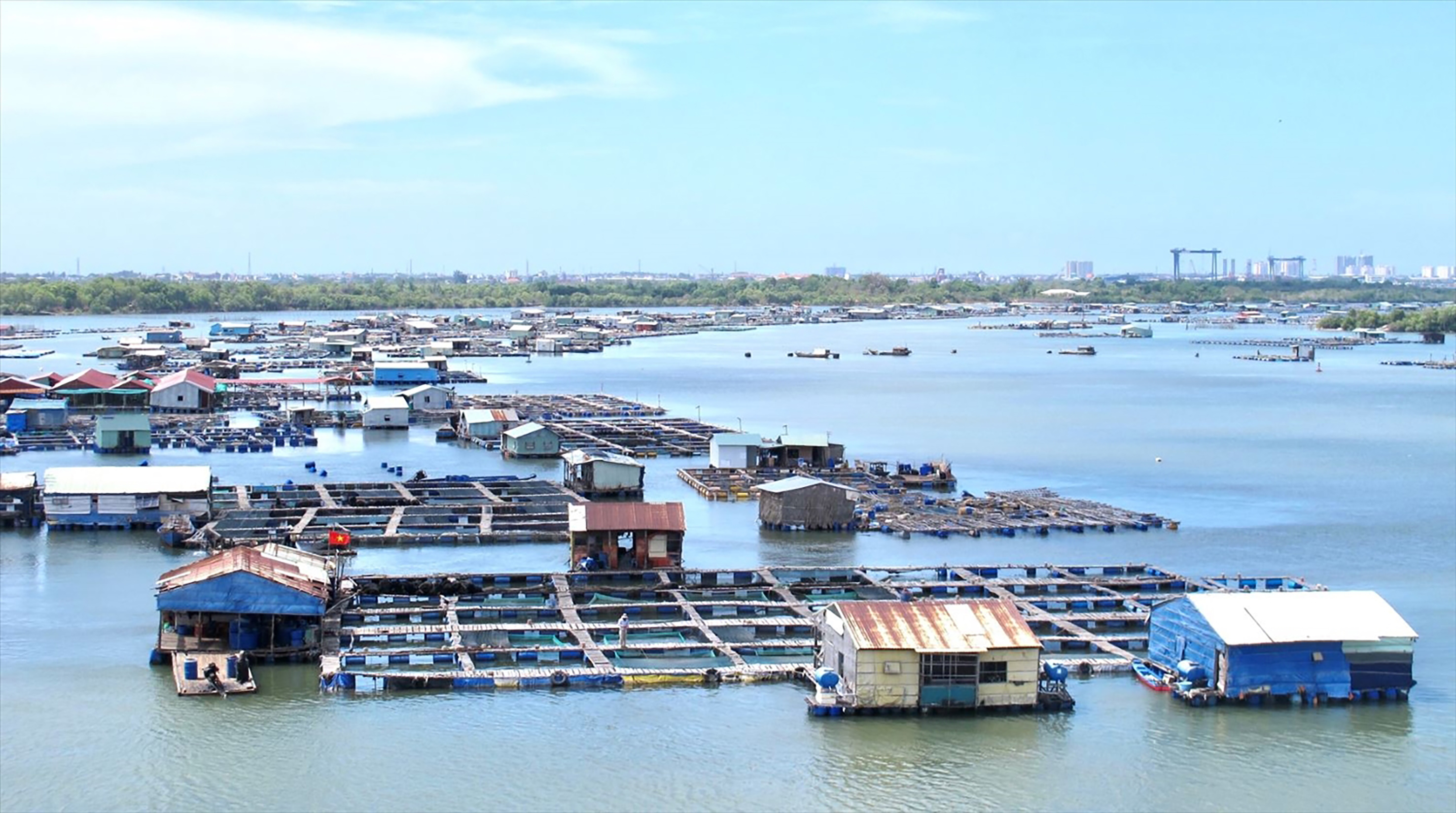 Nghề nuôi thủy sản lồng bè phát triển mạnh ở khu vực sông Chà Và, sông Rạng, xã Long Sơn, TP.Vũng Tàu.