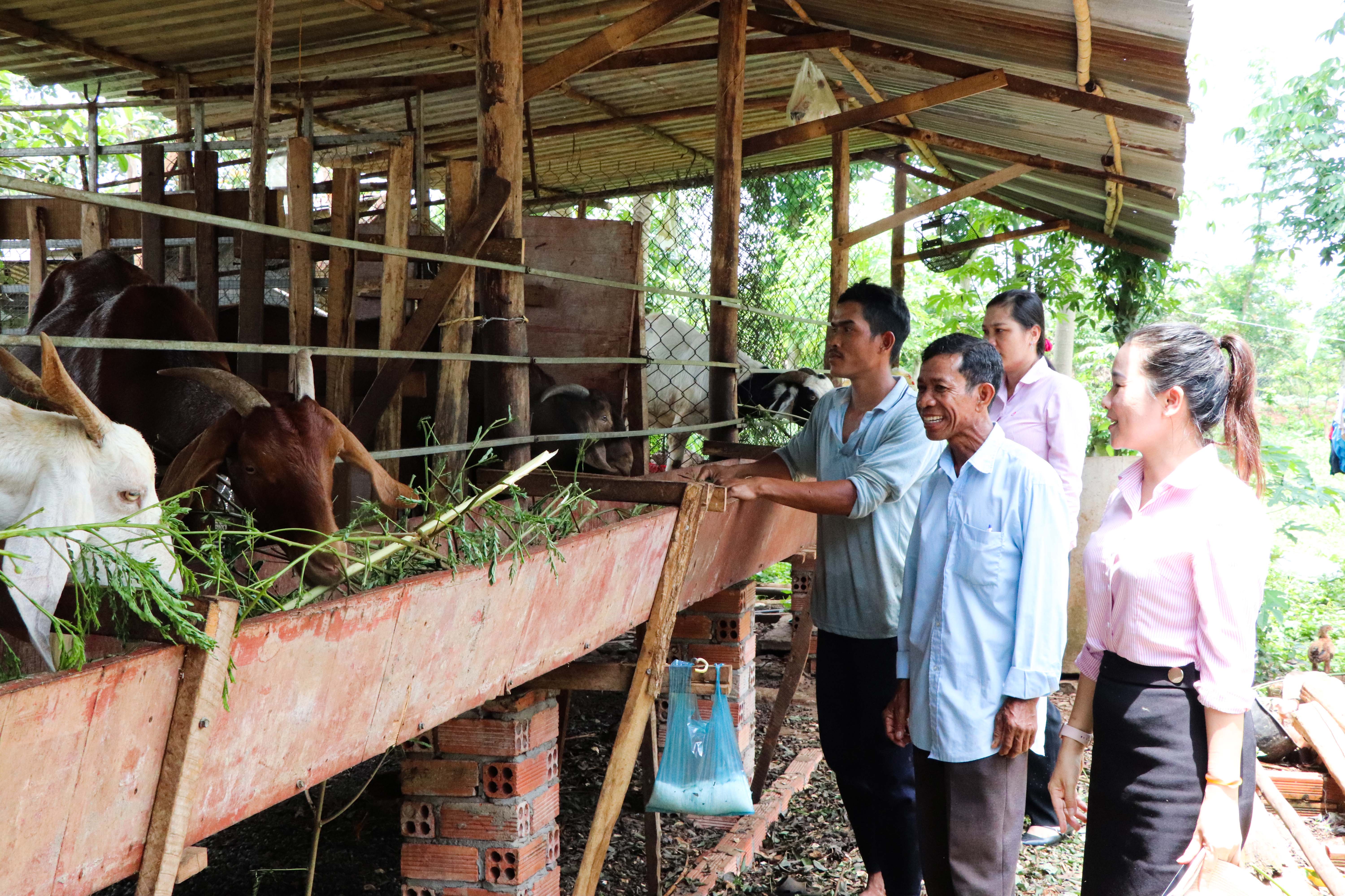 Bà Trần Thị Ngọc, Phó Giám đốc NHCSXH huyện cùng Tổ TK&VV thôn Lồ Ồ, xã Đá Bạc kiểm tra hoạt động sản xuất của hộ anh Đào Văn Hoàng, ở thôn Lồ Ồ.